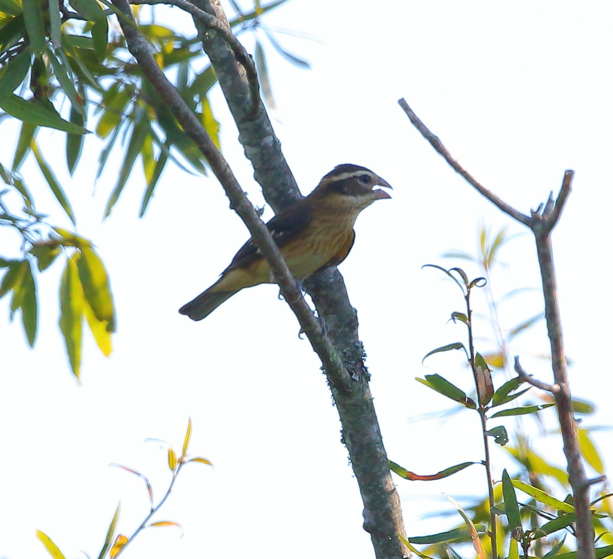 Rose-breasted Grosbeak - ML624014488