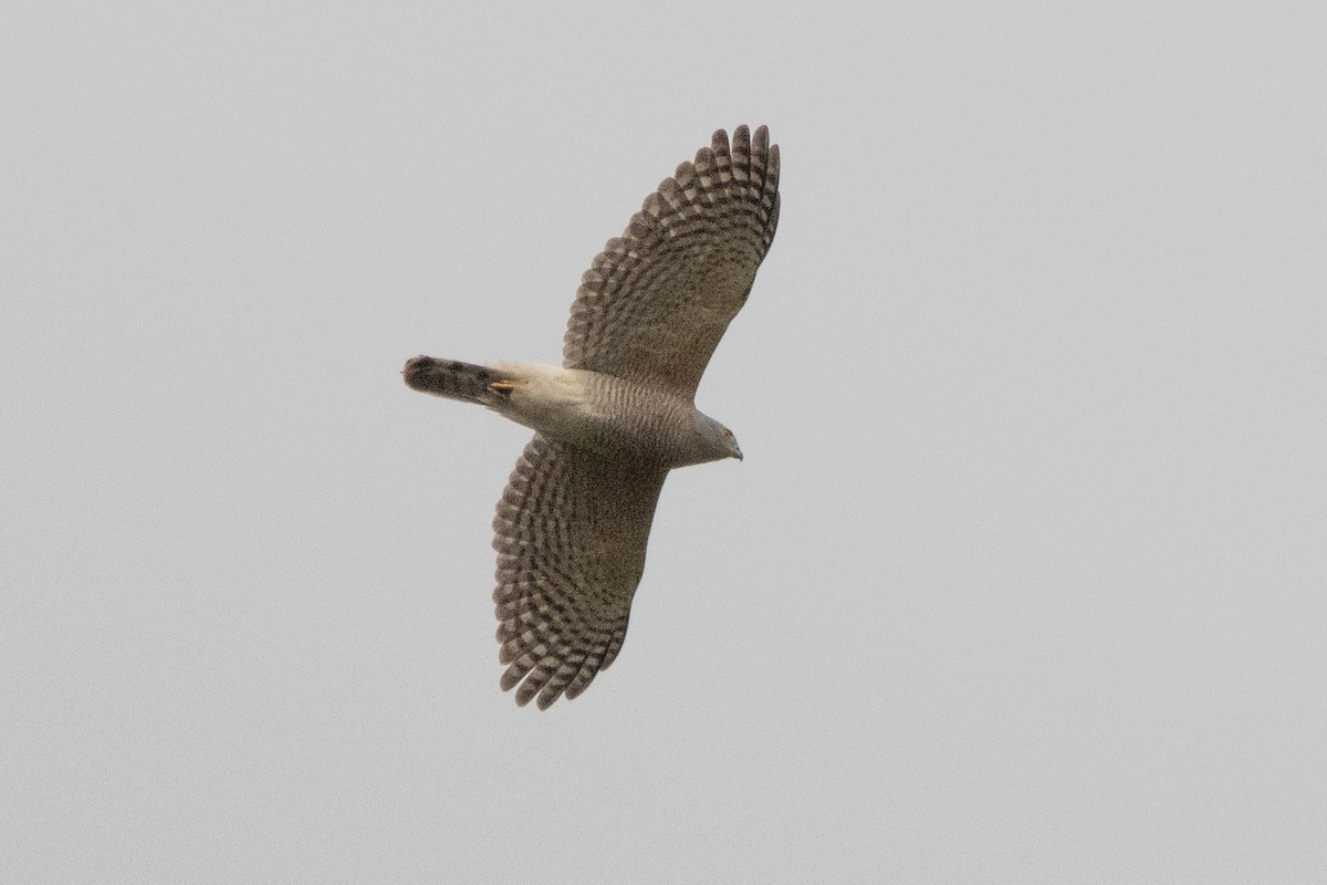 Crested Goshawk - ML624014506