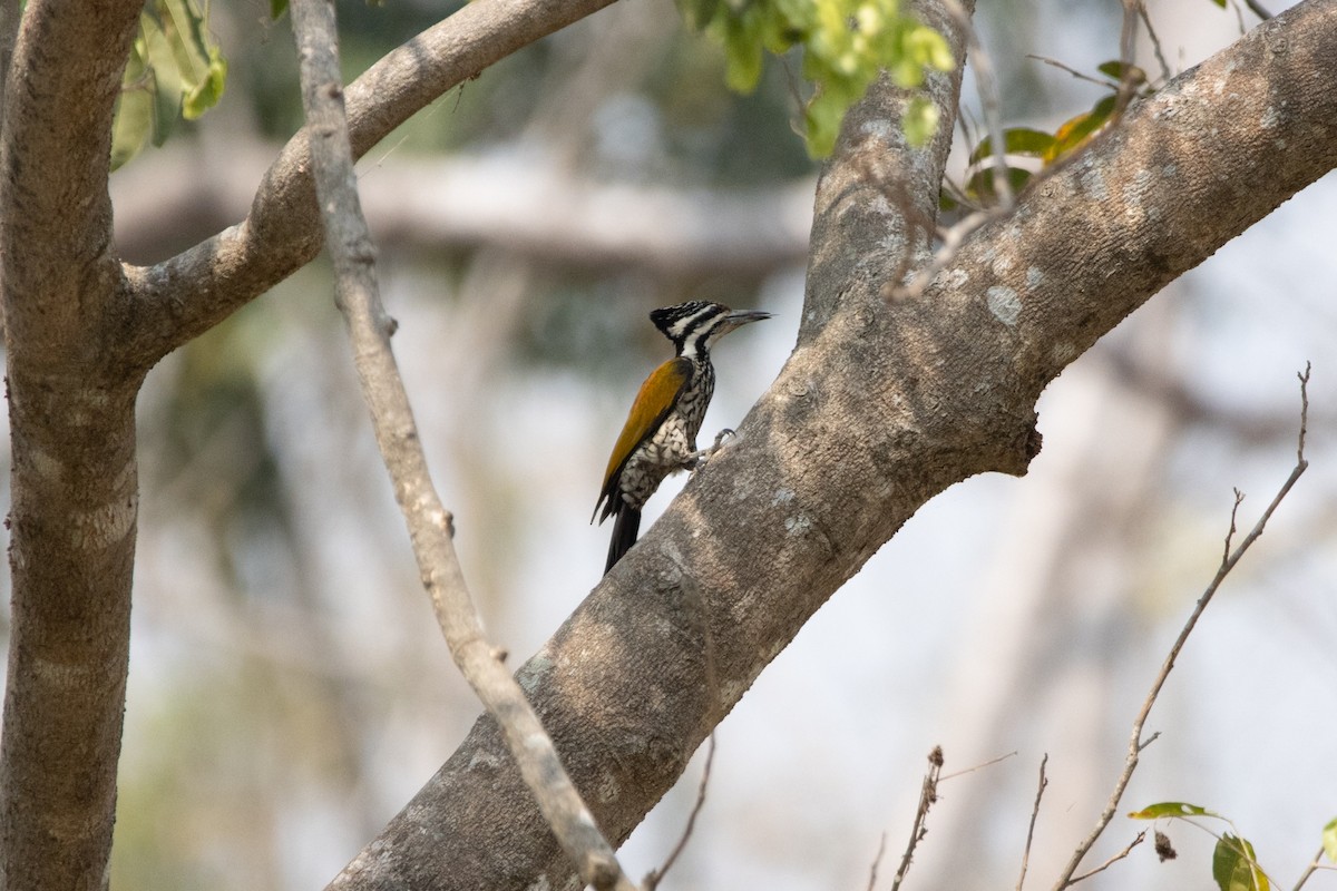 Common Flameback - ML624014515