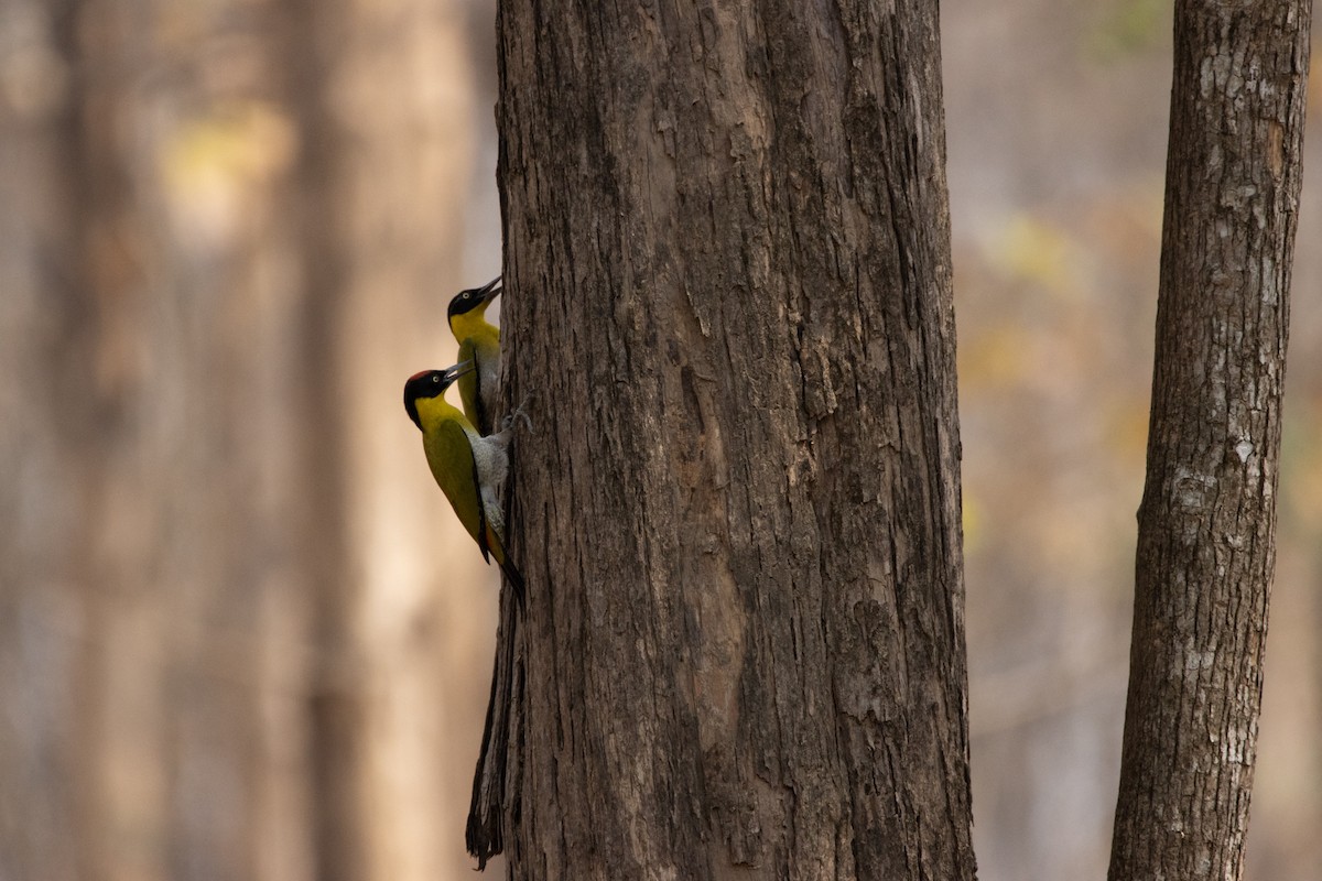 Black-headed Woodpecker - ML624014518