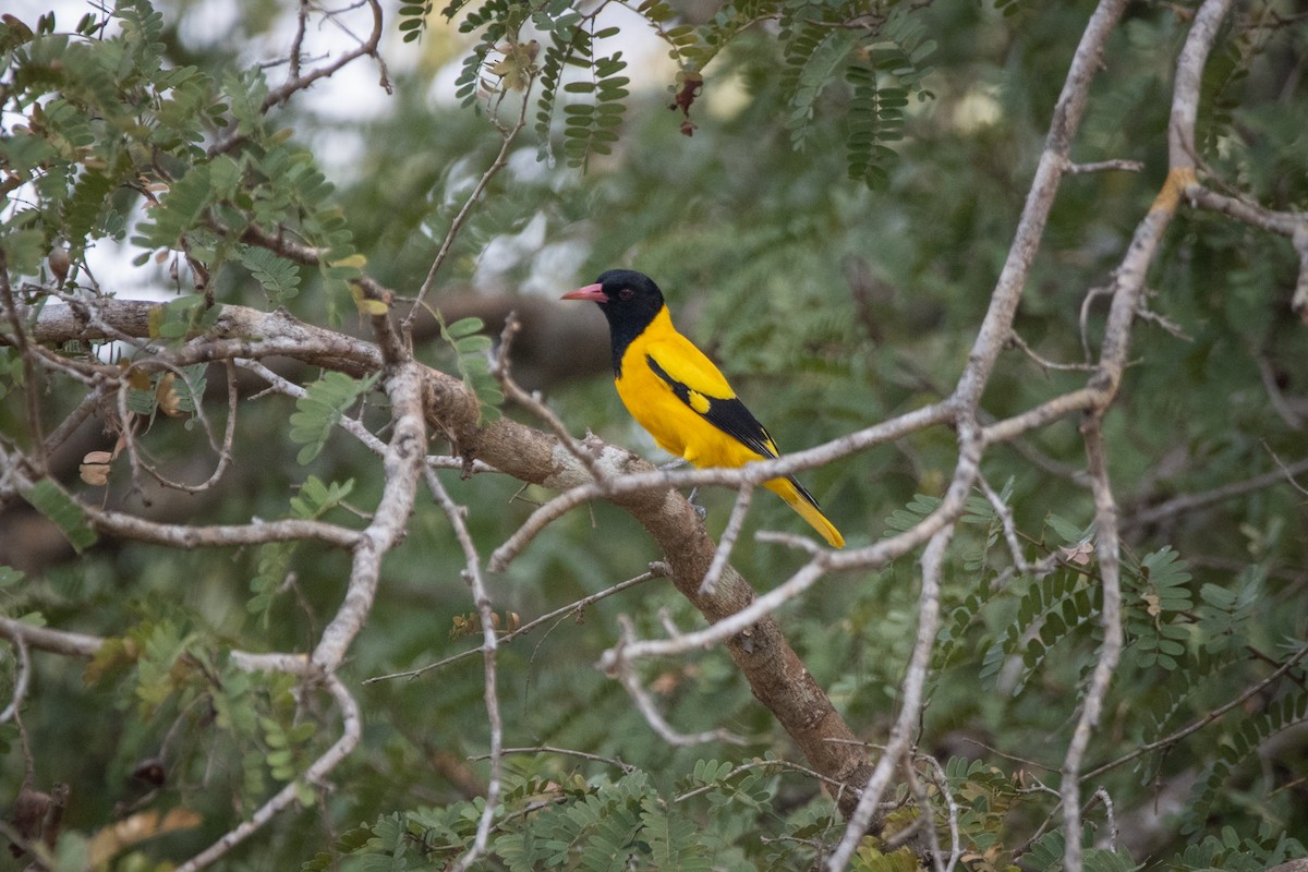 Black-hooded Oriole - ML624014520