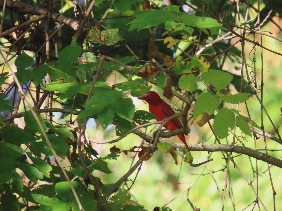 Summer Tanager - ML624014522