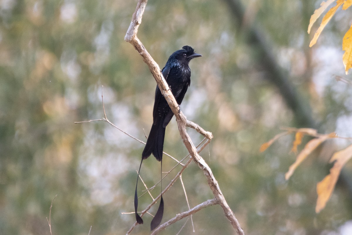 Greater Racket-tailed Drongo - Uracha Suphattharamethakul