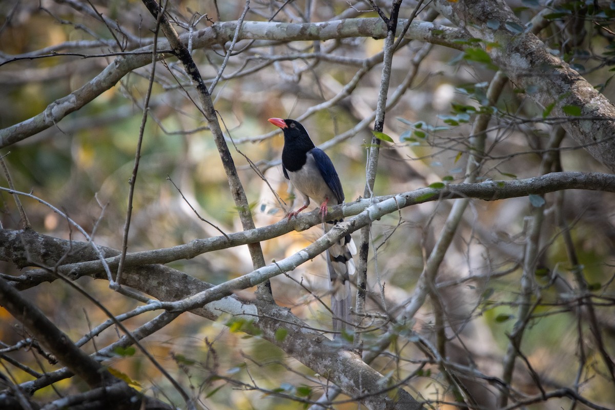 Red-billed Blue-Magpie - ML624014535