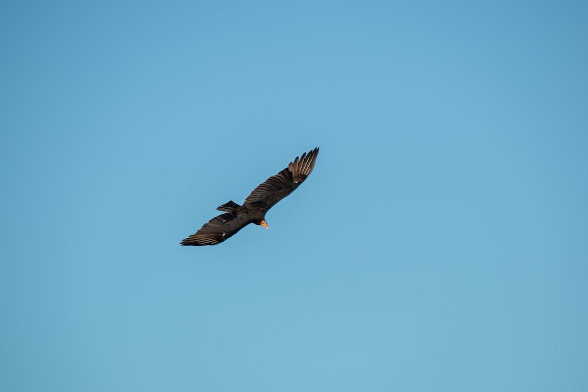 Lesser Yellow-headed Vulture - ML624014536