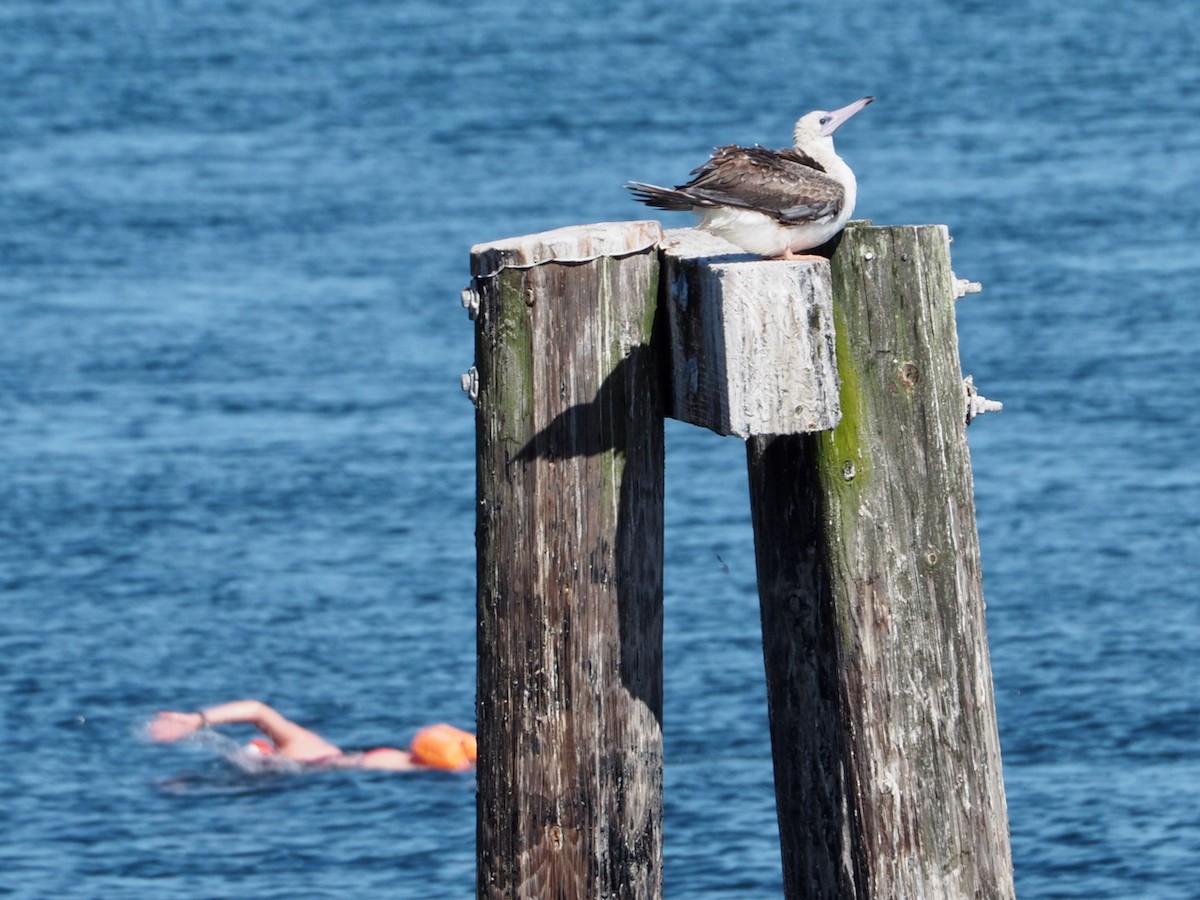 Red-footed Booby - ML624014538