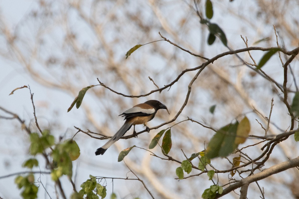 Rufous Treepie - ML624014540