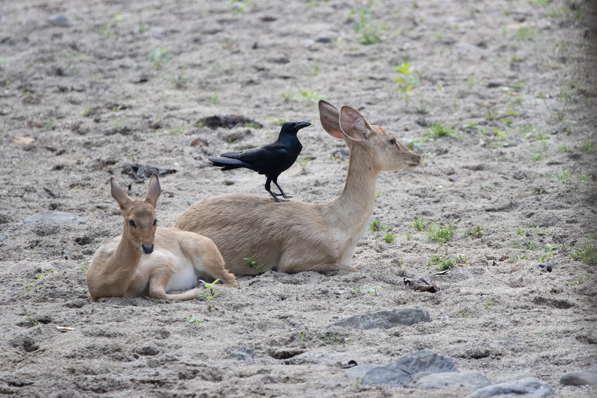 Large-billed Crow - ML624014545