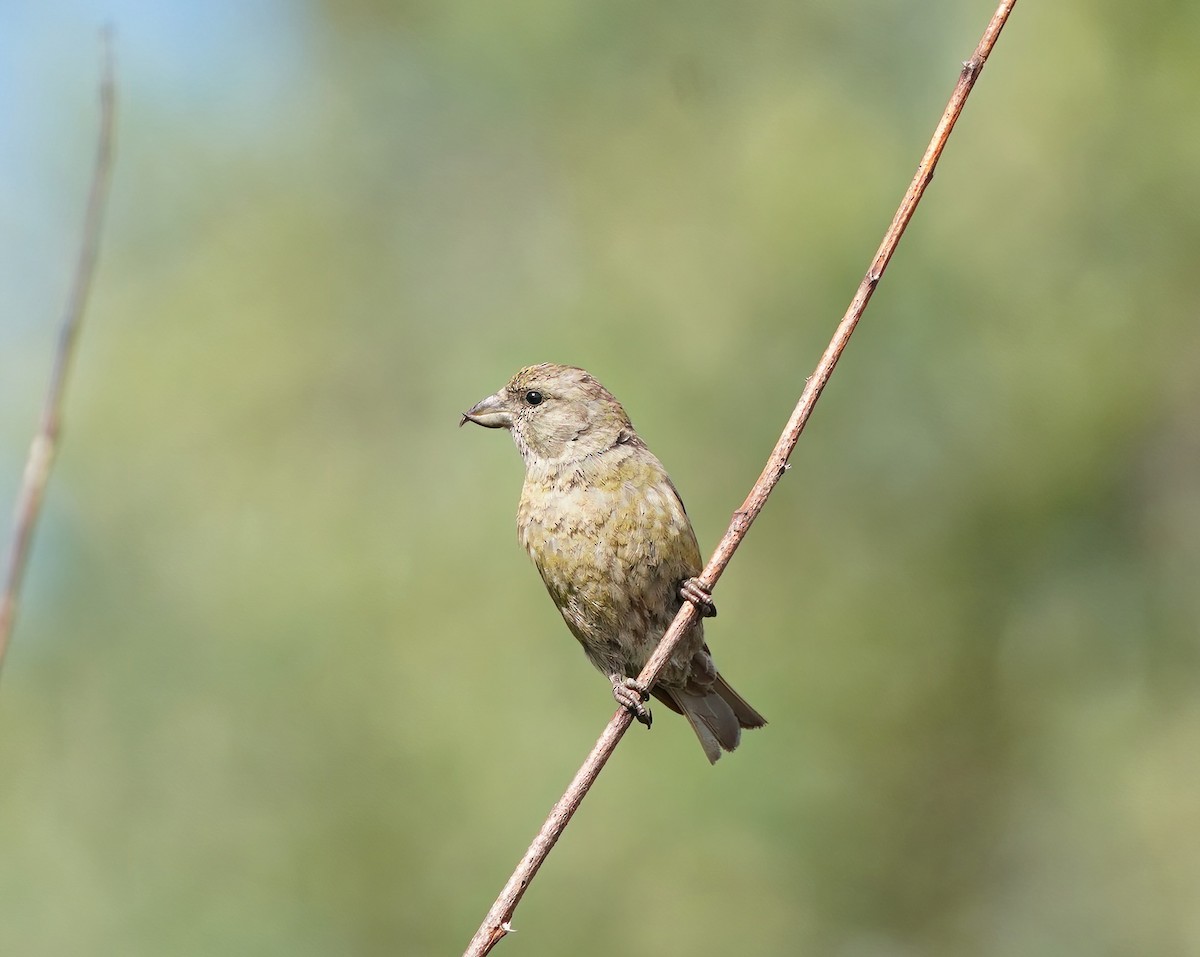 Red Crossbill - Nolan Clements