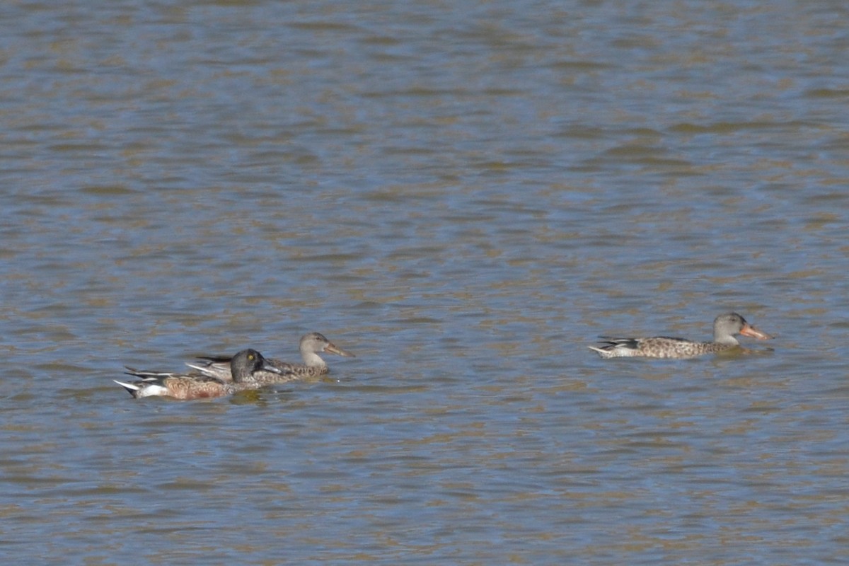 Northern Shoveler - ML624014555