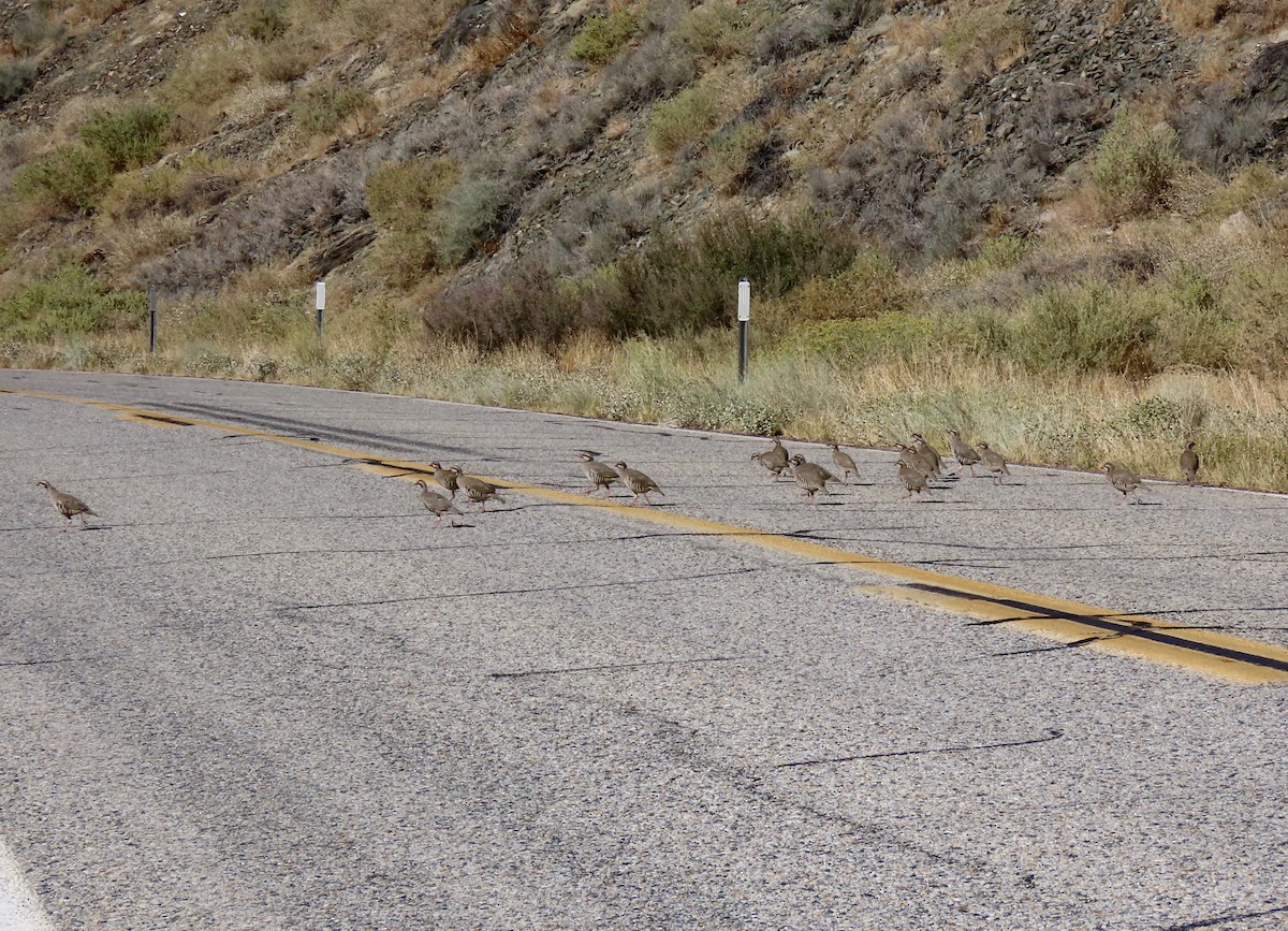 Chukar - ML624014563