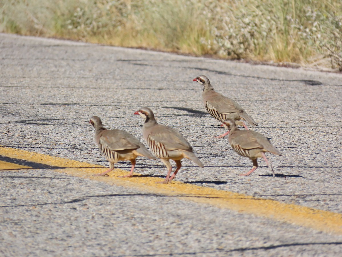 Chukar - ML624014564