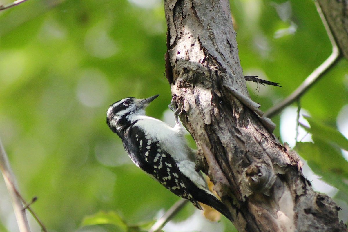 Hairy Woodpecker - ML624014565