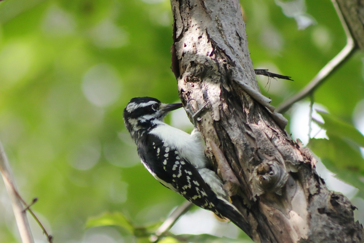 Hairy Woodpecker - Cory Ruchlin