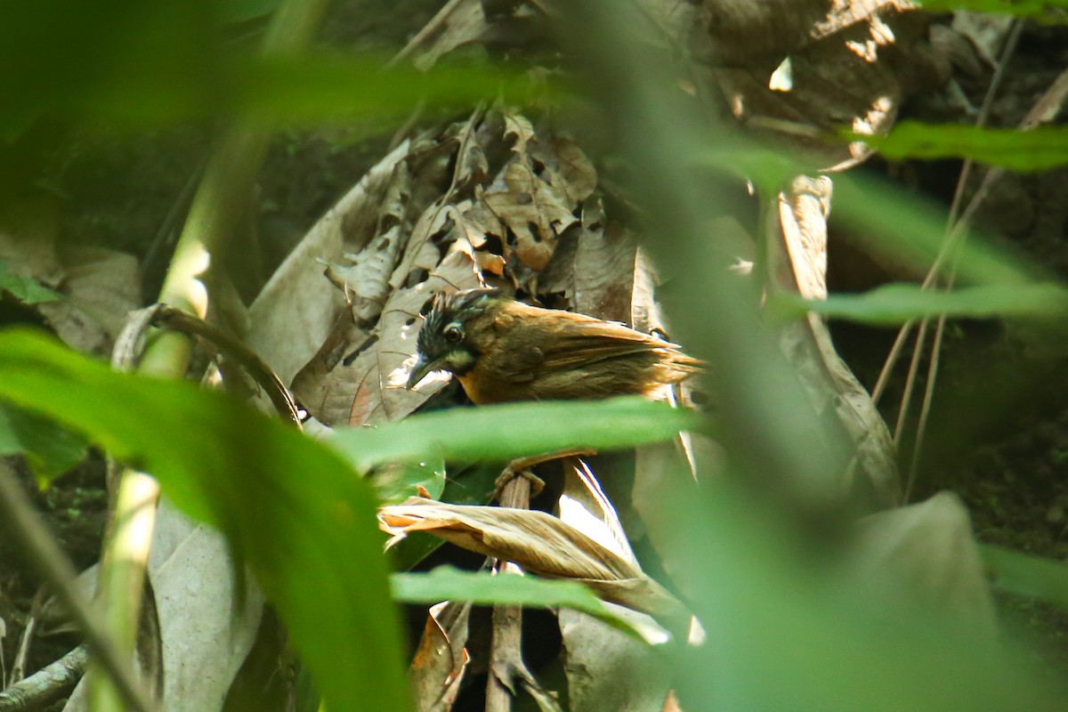 Gray-throated Babbler - ML624014567