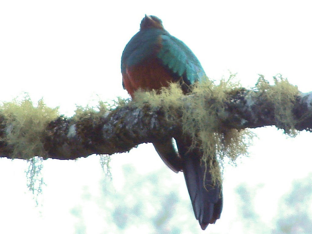 Quetzal antisien - ML624014587