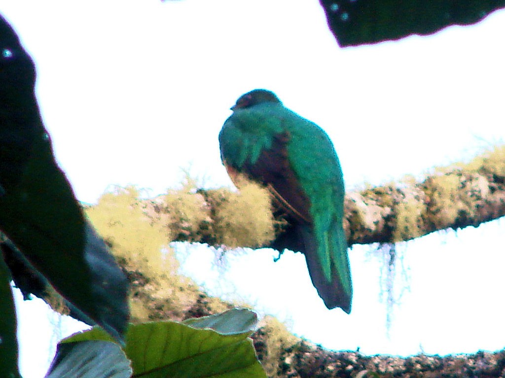 Quetzal antisien - ML624014590