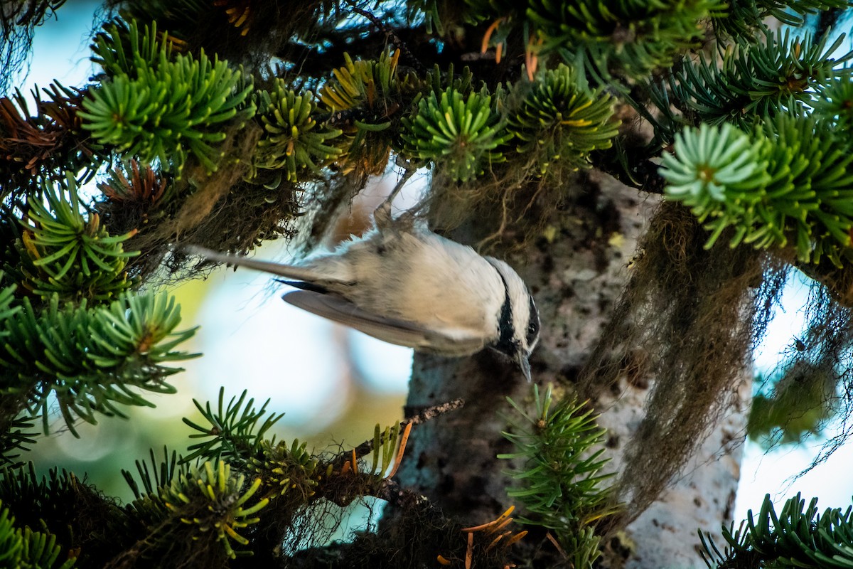 Mountain Chickadee - ML624014597