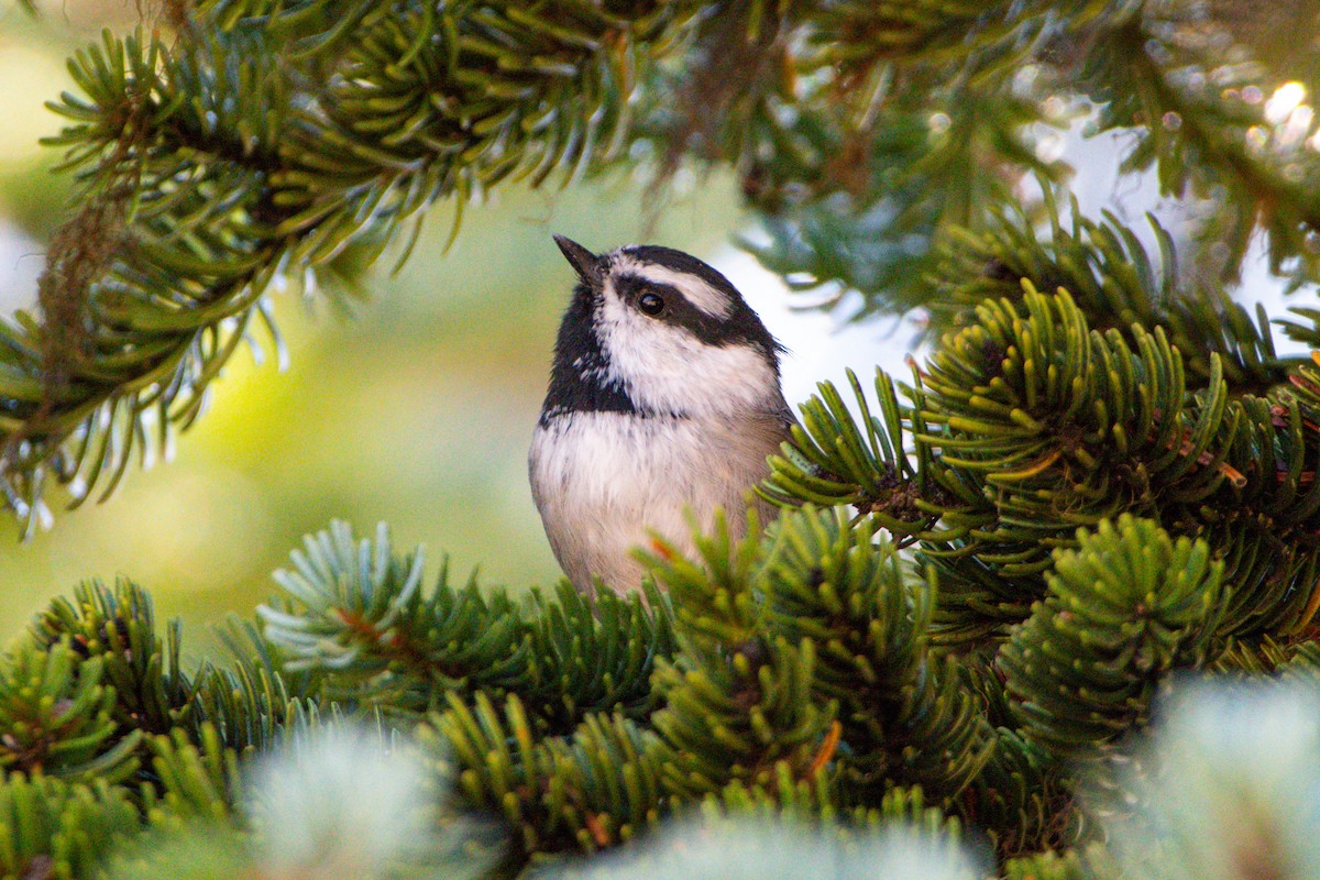 Mountain Chickadee - ML624014598