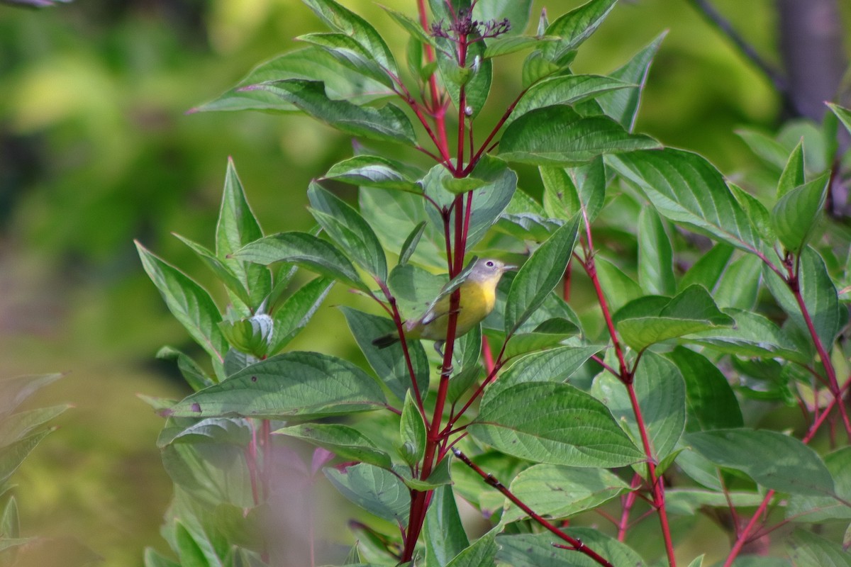 Nashville Warbler - ML624014610