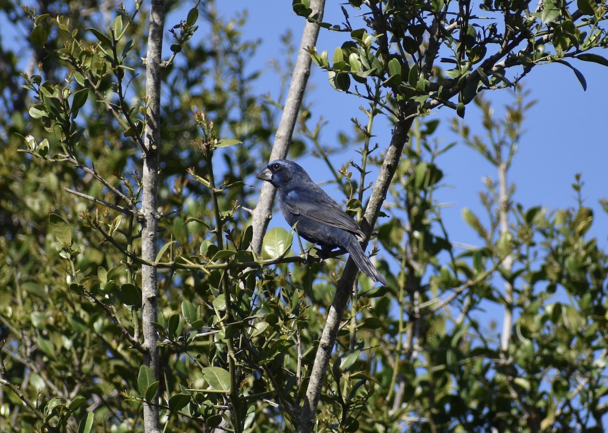 Ultramarine Grosbeak - ML624014620