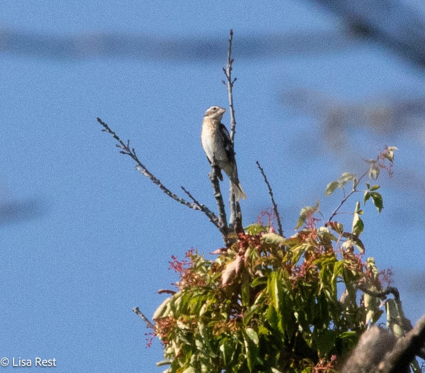 Rose-breasted Grosbeak - ML624014628