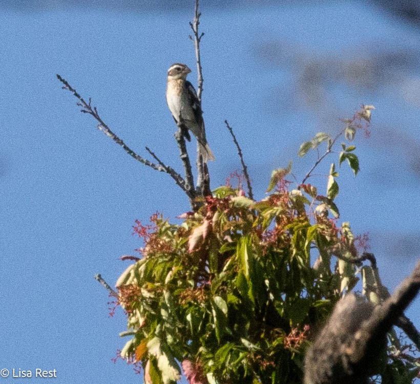 Rose-breasted Grosbeak - ML624014629