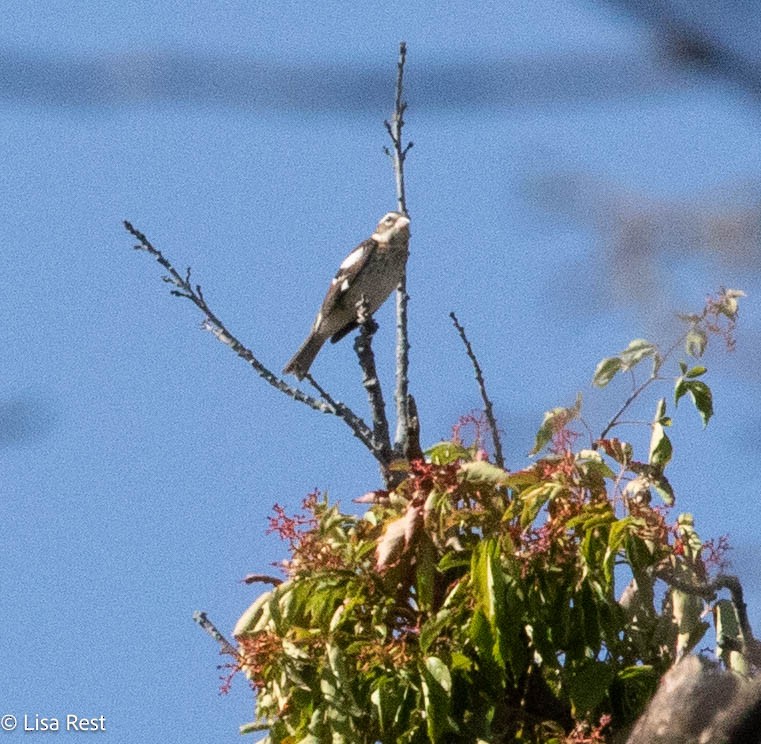 Rose-breasted Grosbeak - ML624014630