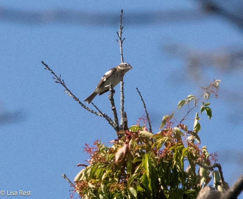 Rose-breasted Grosbeak - ML624014631