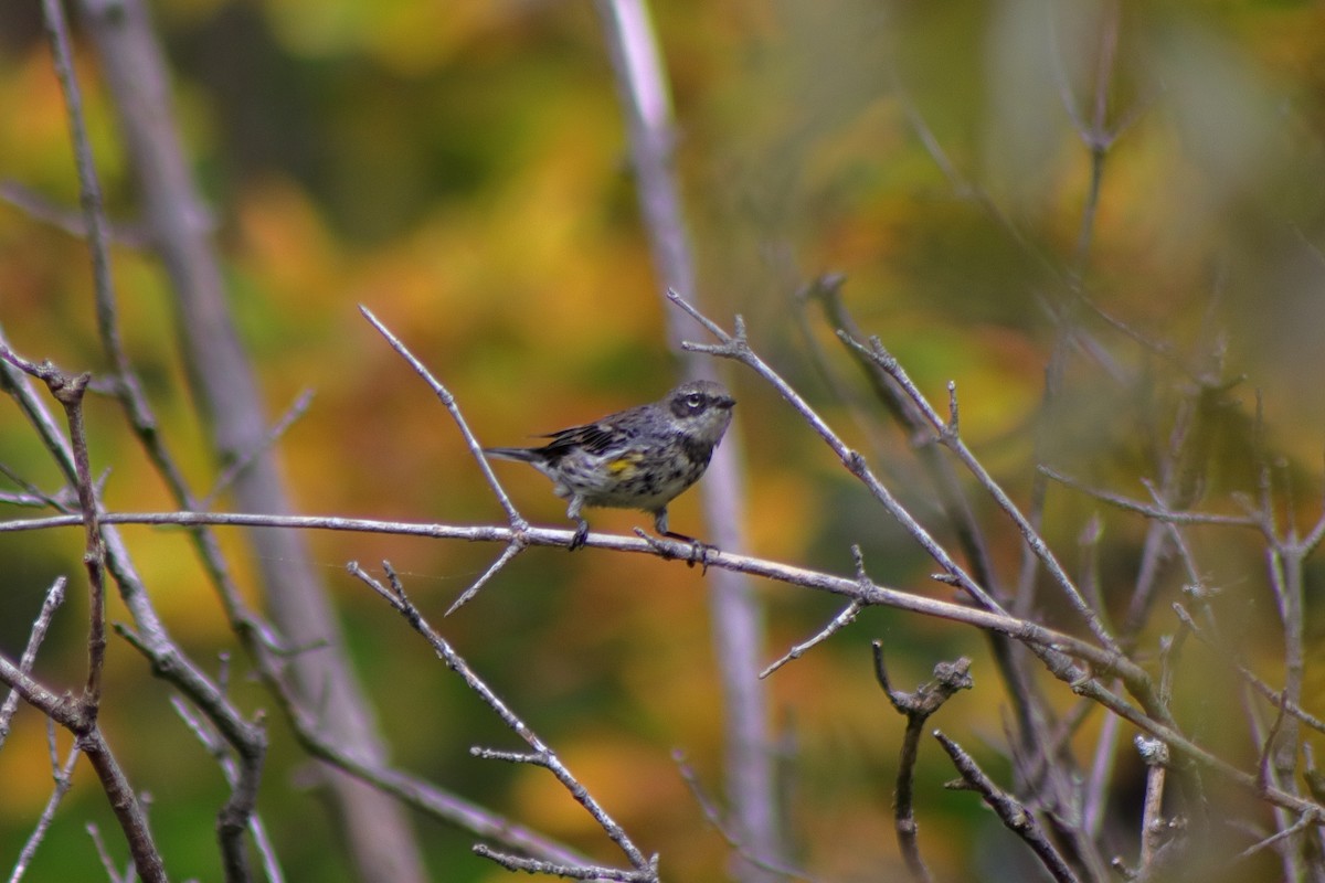 Yellow-rumped Warbler - ML624014639