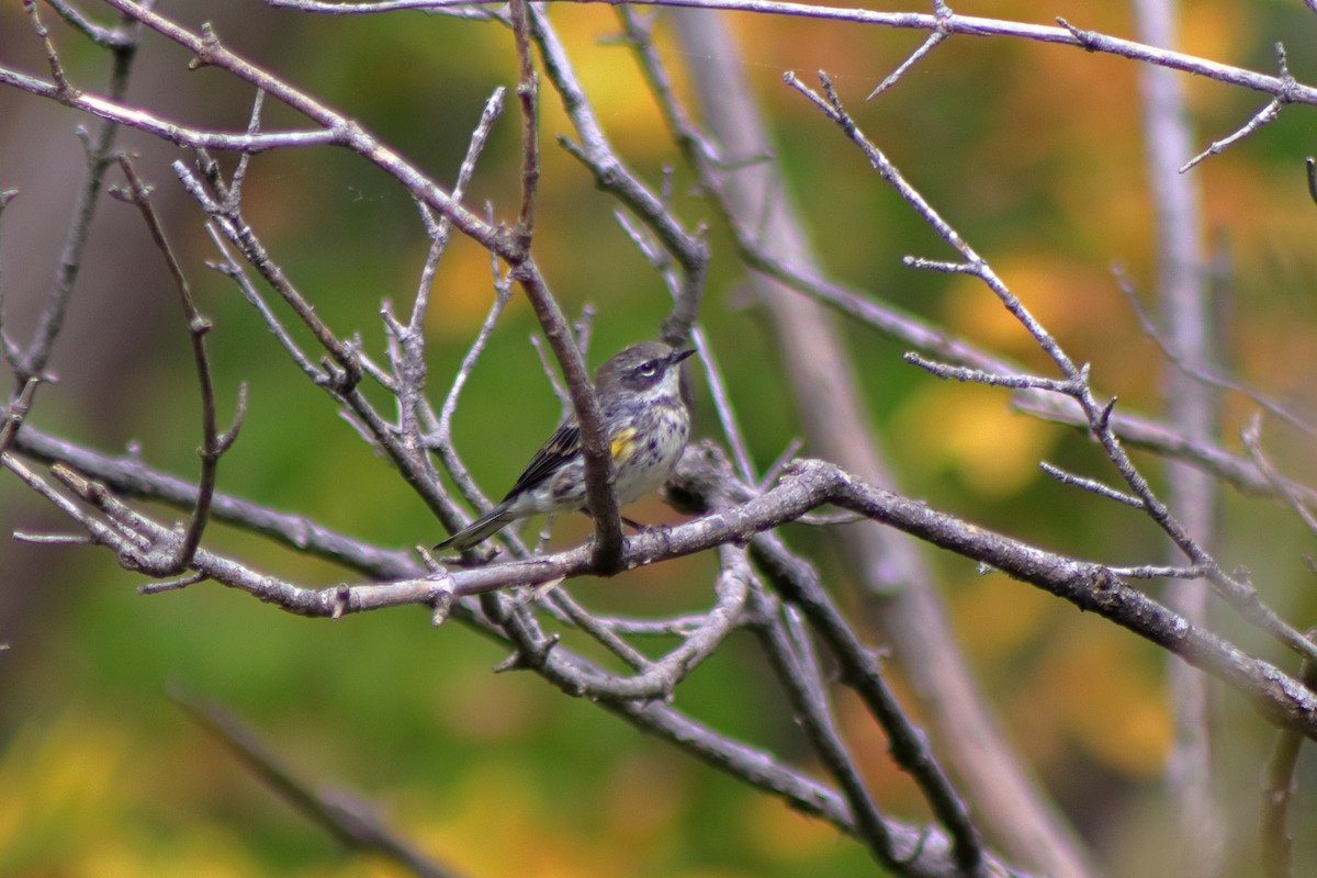 Yellow-rumped Warbler - ML624014640