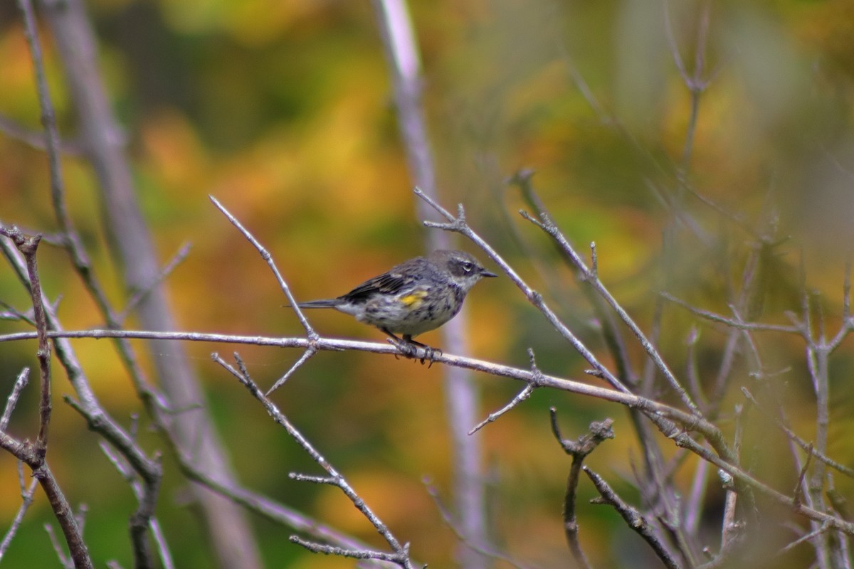 Yellow-rumped Warbler - ML624014641