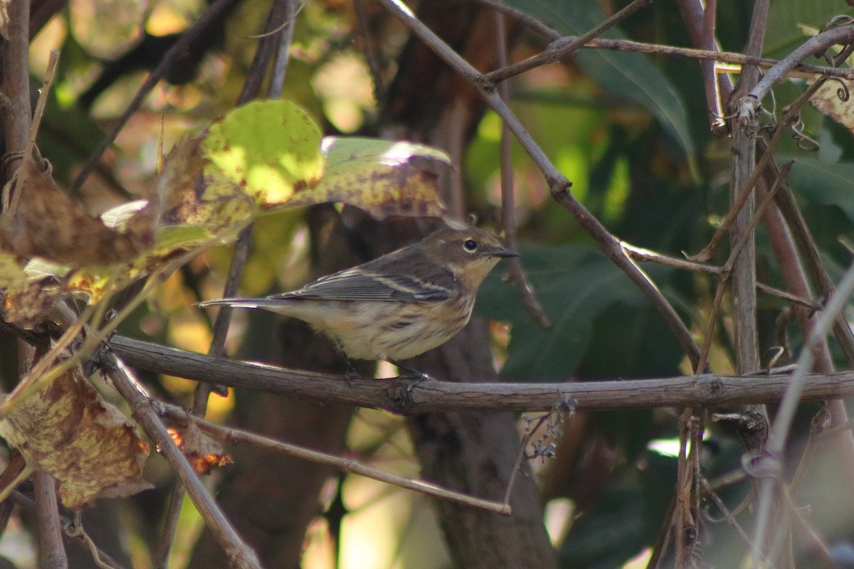 Yellow-rumped Warbler - ML624014642