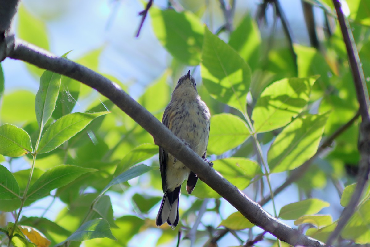 Yellow-rumped Warbler - Cory Ruchlin