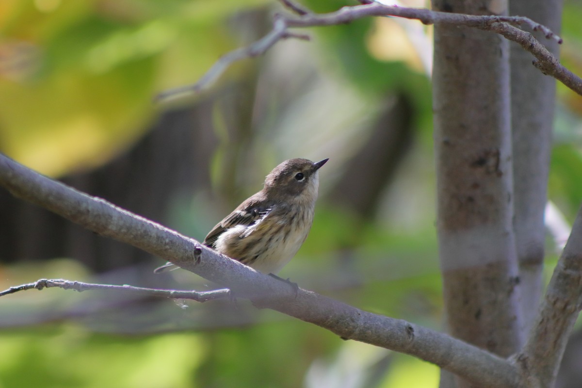 Yellow-rumped Warbler - ML624014649