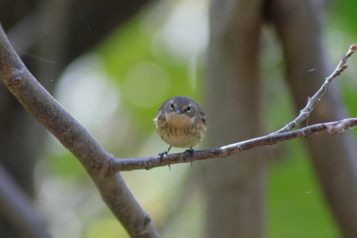 Yellow-rumped Warbler - ML624014651