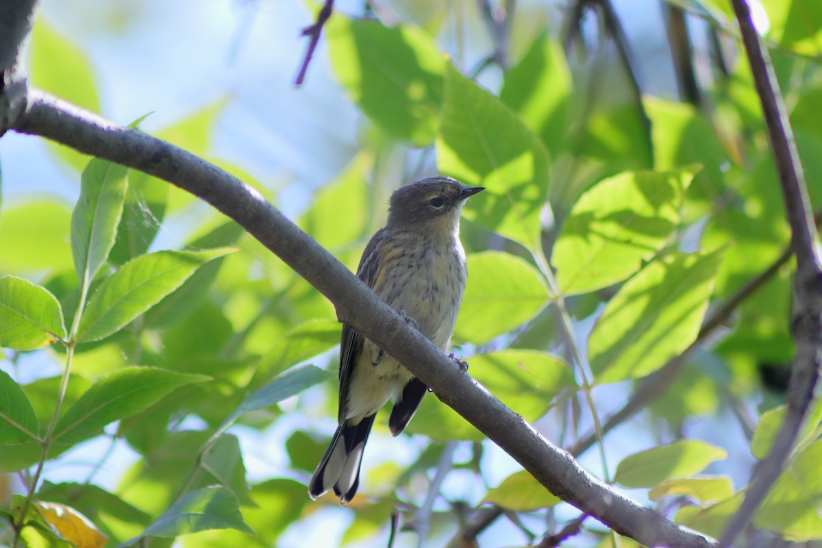 Yellow-rumped Warbler - ML624014653