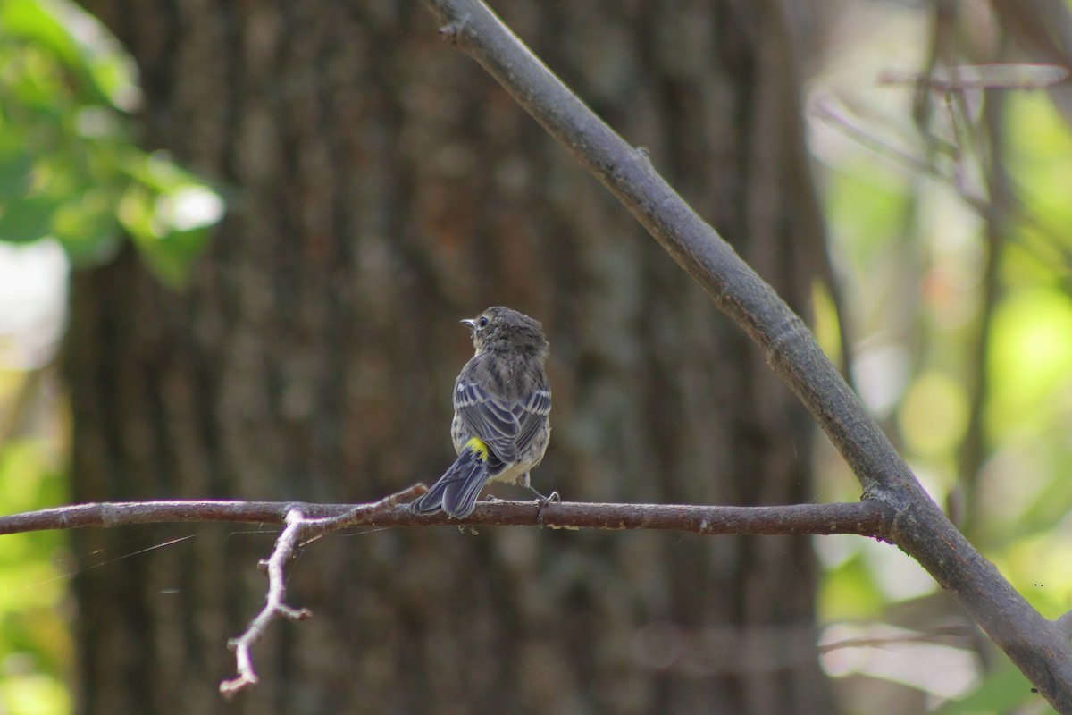 Yellow-rumped Warbler - ML624014654