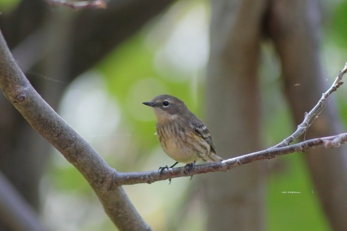 Yellow-rumped Warbler - ML624014655