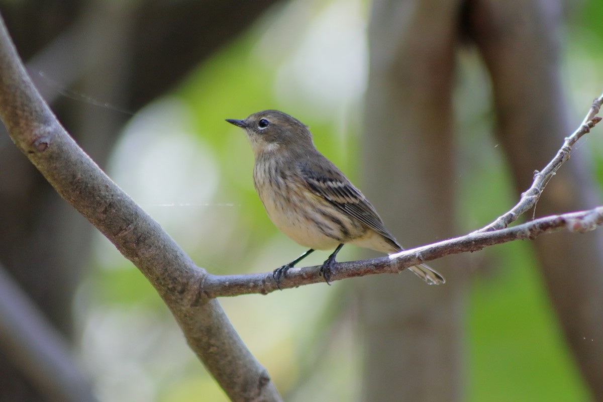 Yellow-rumped Warbler - ML624014659