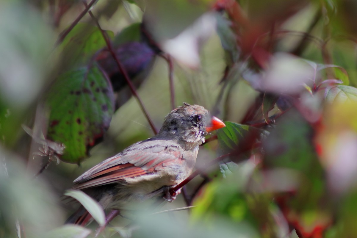 Northern Cardinal - ML624014674