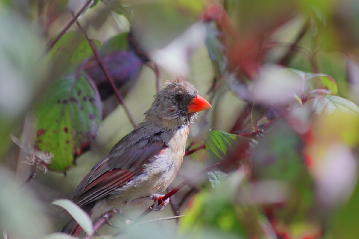 Cardinal rouge - ML624014675