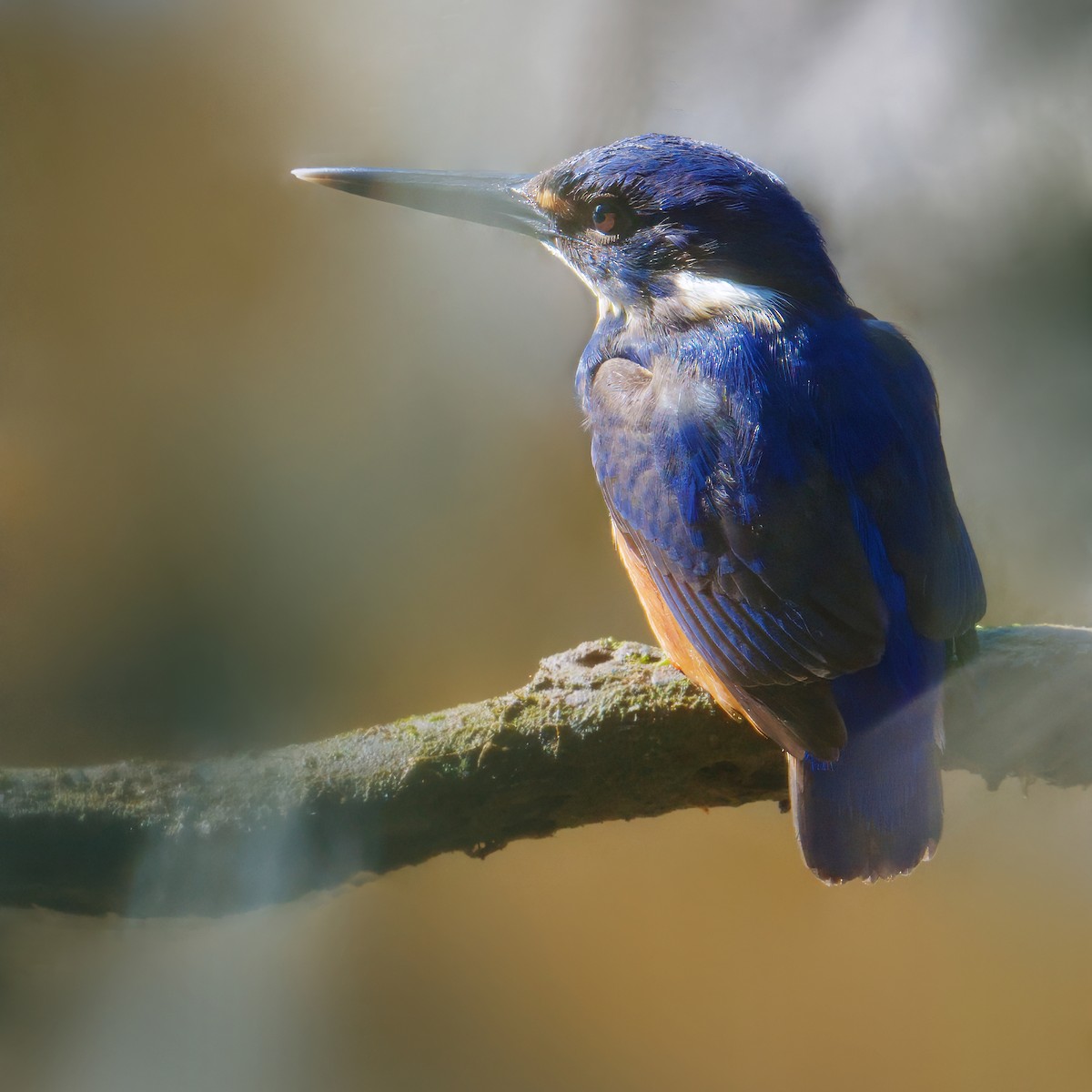 Azure Kingfisher - ML624014682