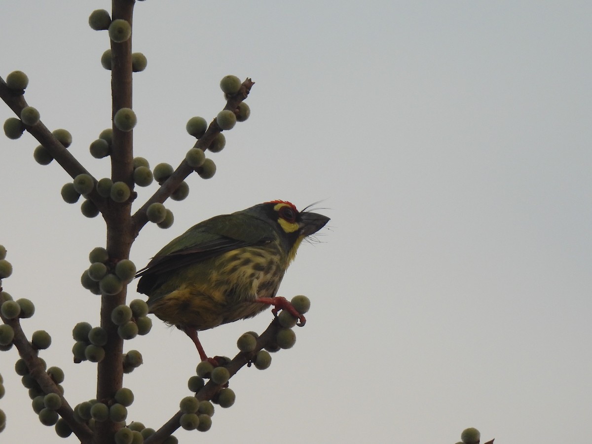 Coppersmith Barbet - ML624014691