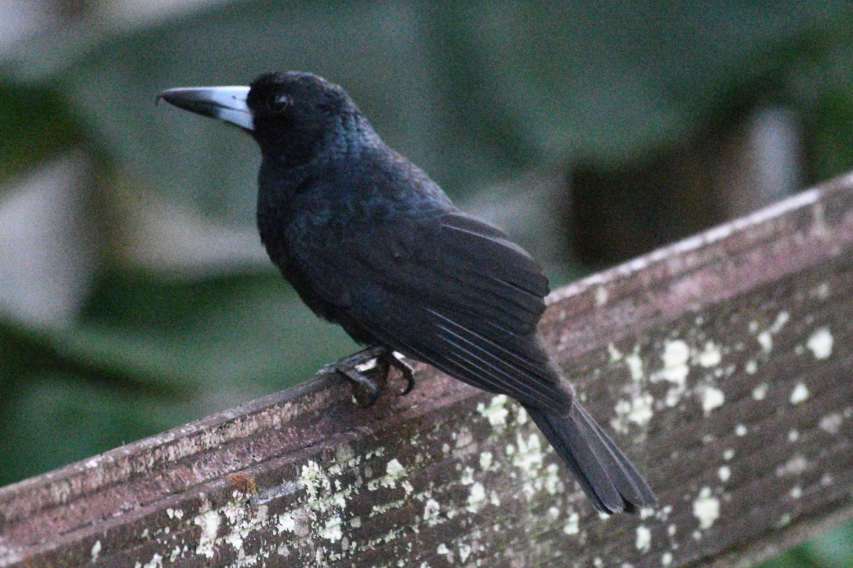 Black Butcherbird - ML624014695