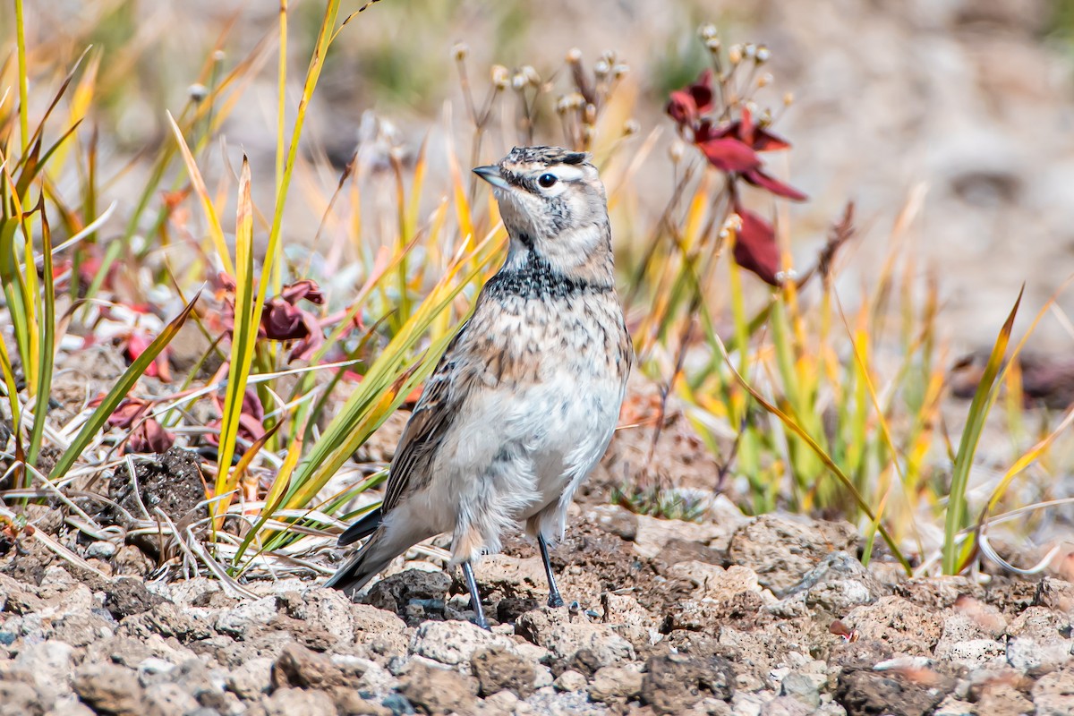 Horned Lark - ML624014698