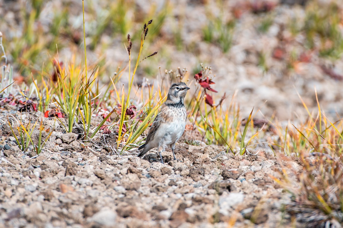 Horned Lark - ML624014701