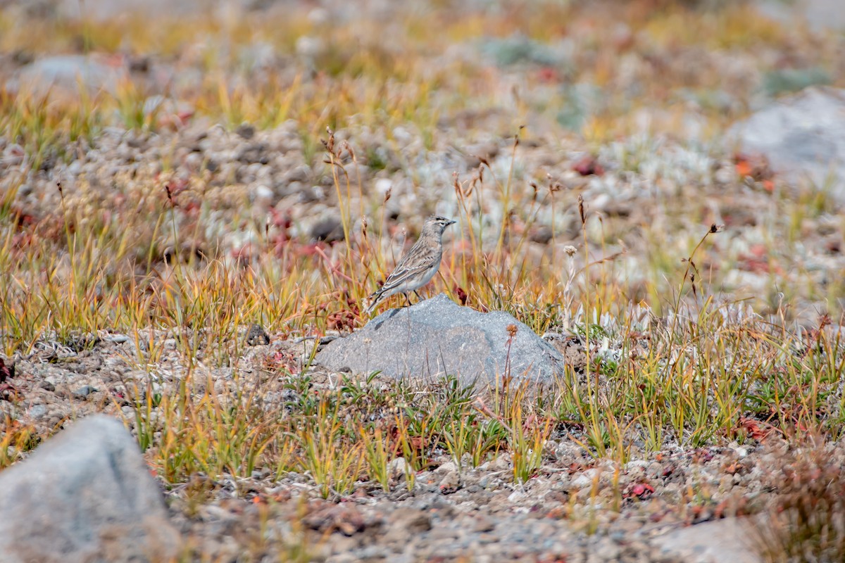 Horned Lark - ML624014702