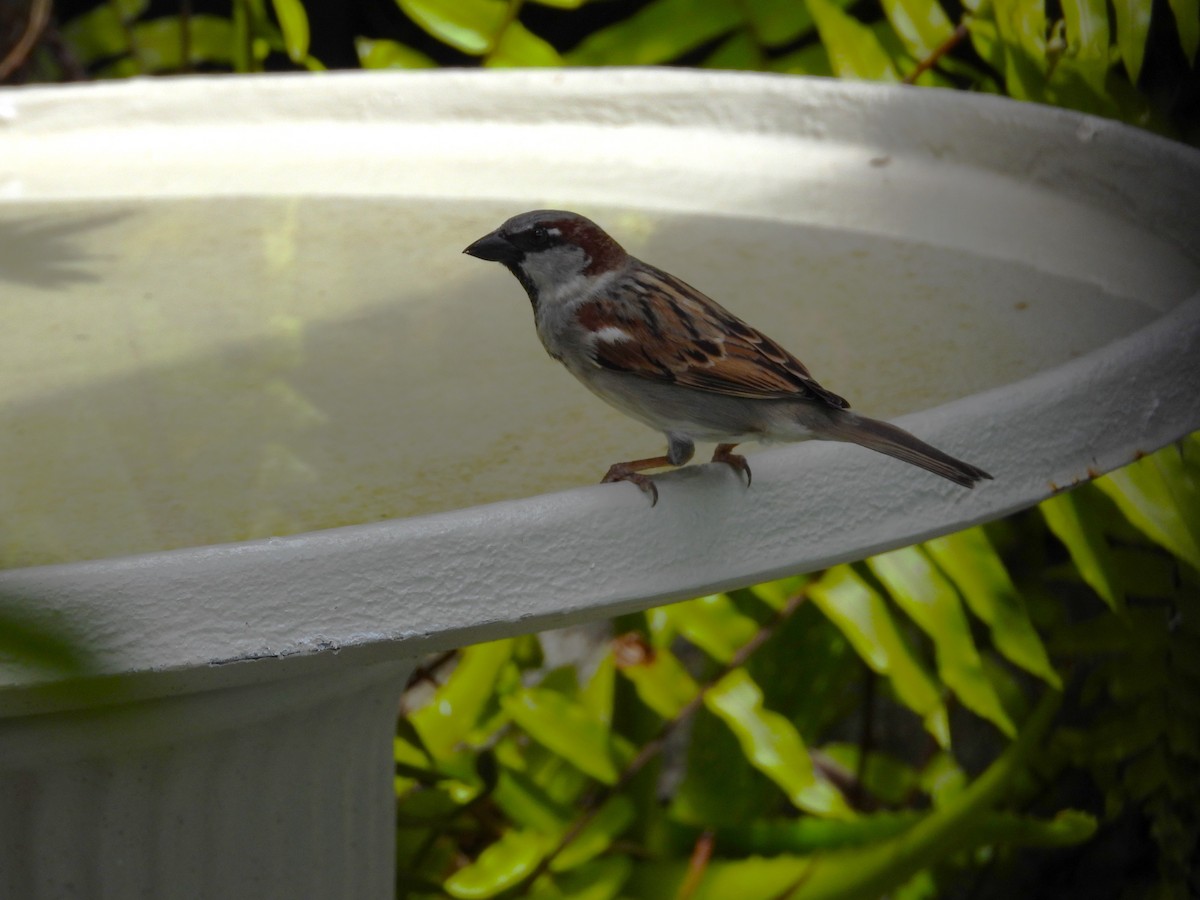 House Sparrow - ML624014703