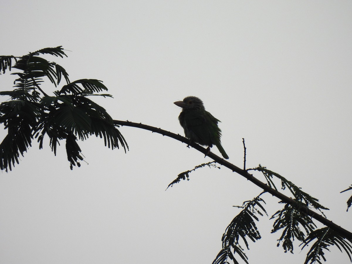 Lineated Barbet - ML624014706